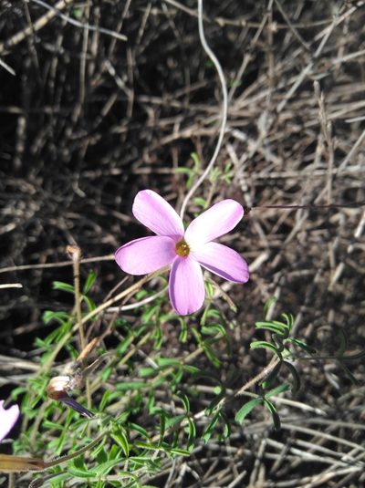Oxalis giftbergensis, photographed by Brian du Preez