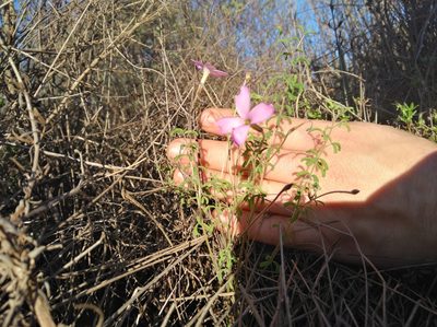 Oxalis giftbergensis, photographed by Brian du Preez