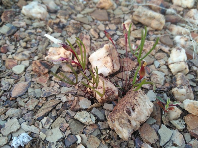 Oxalis ericifolia, photographed by Brian du Preez