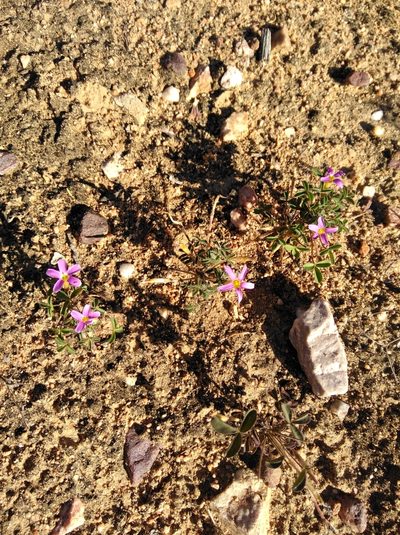 Oxalis aridicola, photographed by Brian du Preez