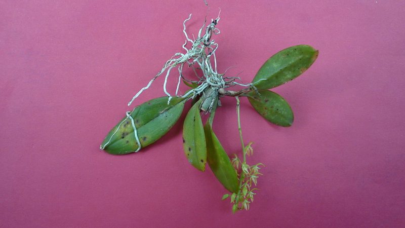 Notylia pubescens, photographed by russiannaturalistbrazil