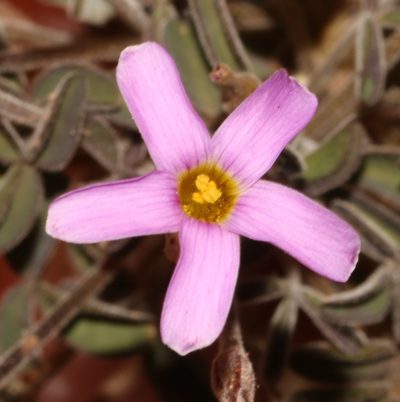 Oxalis aridicola, photographed by Brian du Preez