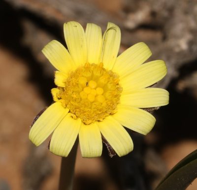 Othonna auriculifolia, photographed by Brian du Preez
