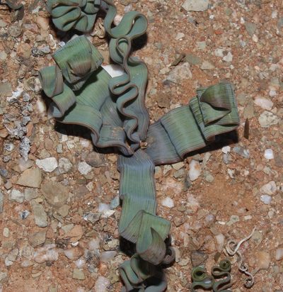Trachyandra tortilis, photographed by Brian du Preez