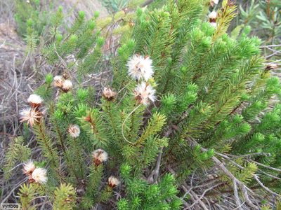 Senecio triqueter, photographed by Chris Vynbos