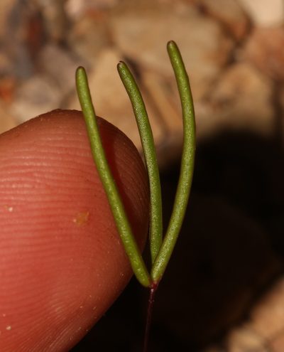 Oxalis ericifolia, photographed by Brian du Preez