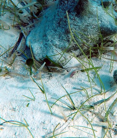 Syringodium filiforme, photographed by Natalie Waddell-Rutter