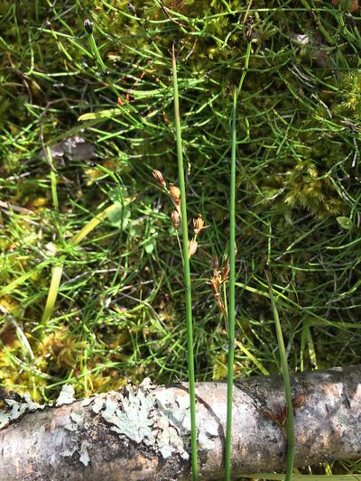 Juncus arcticus, photographed by Jason Grant
