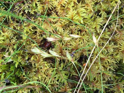 Carex praticola, photographed by Jason Grant