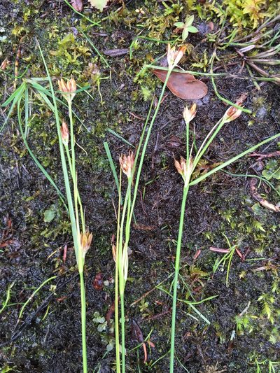 Juncus castaneus, photographed by Jason Grant