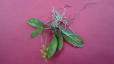 Notylia pubescens, photographed by russiannaturalistbrazil