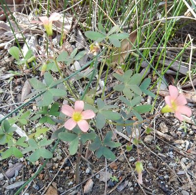 Oxalis stenorhyncha, photographed by Henry de Lange