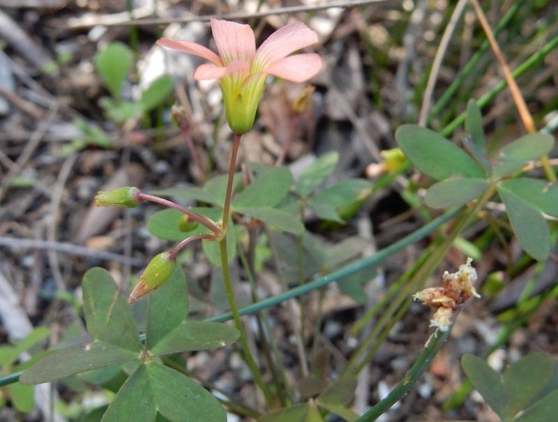 Oxalis stenorhyncha, photographed by Henry de Lange