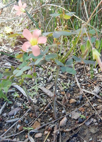 Oxalis stenorhyncha, photographed by Henry de Lange