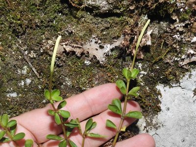 Peperomia quadrifolia, photographed by Sam Kieschnick
