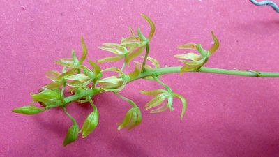 Notylia pubescens, photographed by russiannaturalistbrazil