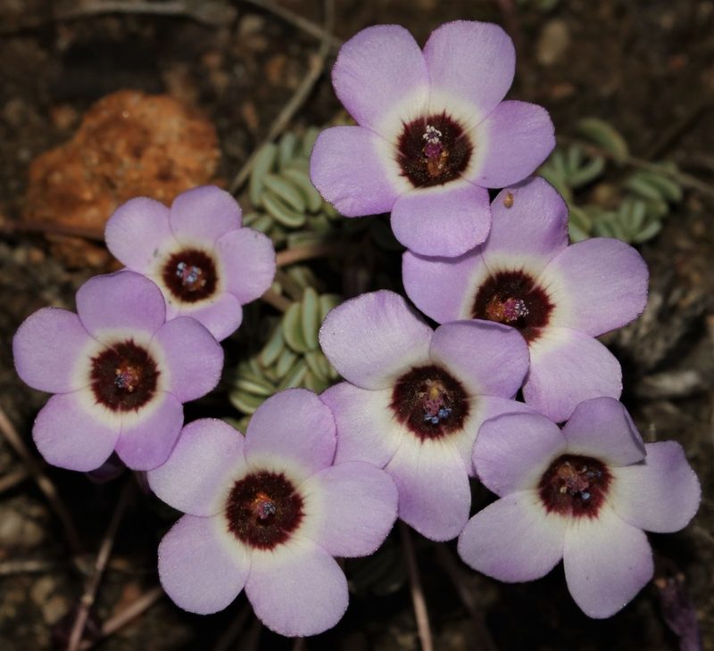 Oxalis oculifera, photographed by Brian du Preez