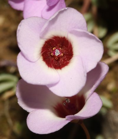 Oxalis oculifera, photographed by Brian du Preez