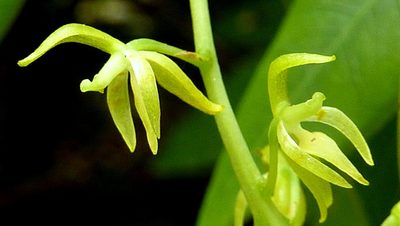 Notylia pubescens, photographed by russiannaturalistbrazil