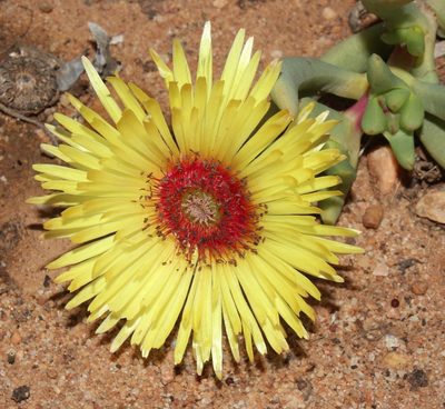 Cephalophyllum pillansii, photographed by Brian du Preez