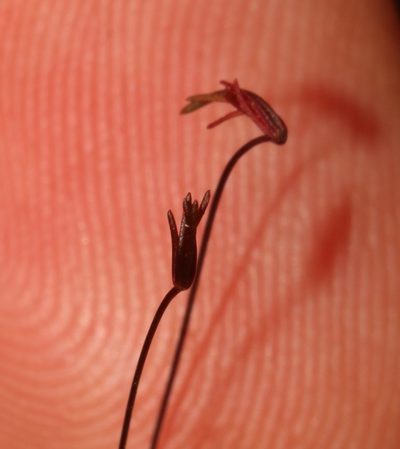 Oxalis filifoliolata, photographed by Brian du Preez