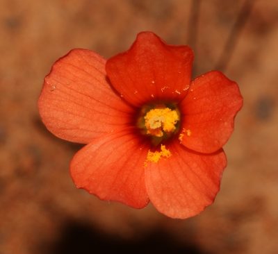 Oxalis filifoliolata, photographed by Brian du Preez