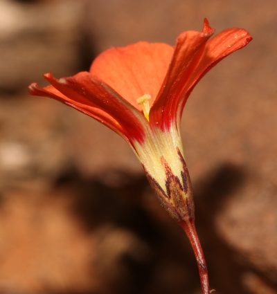 Oxalis filifoliolata, photographed by Brian du Preez