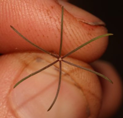 Oxalis filifoliolata, photographed by Brian du Preez