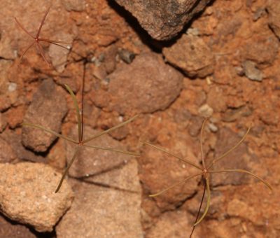 Oxalis filifoliolata, photographed by Brian du Preez