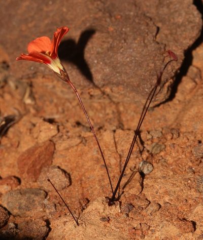 Oxalis filifoliolata, photographed by Brian du Preez