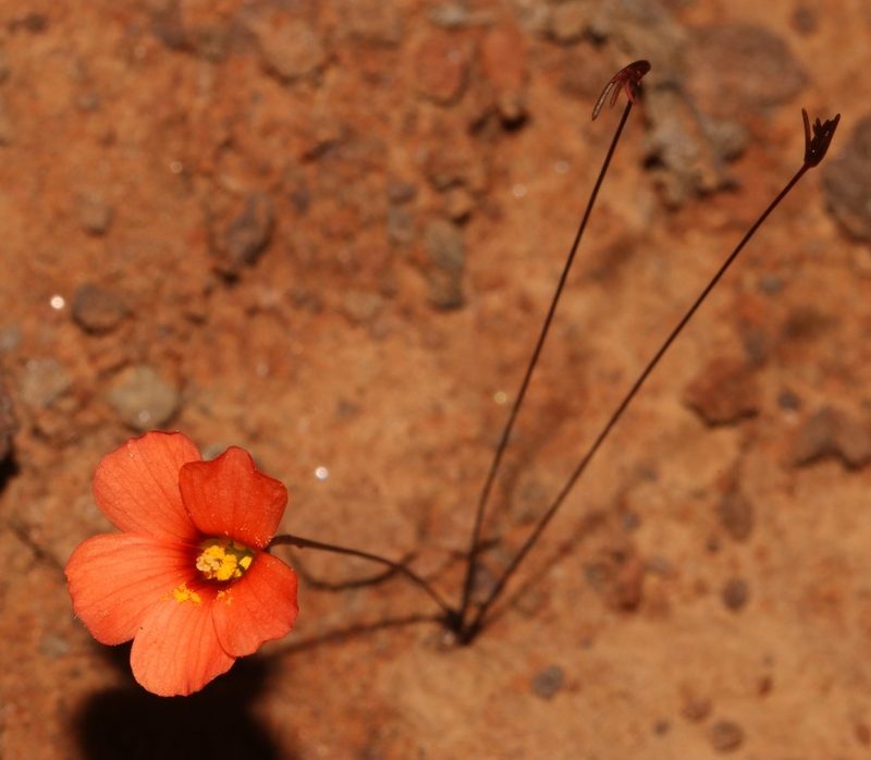 Oxalis filifoliolata, photographed by Brian du Preez