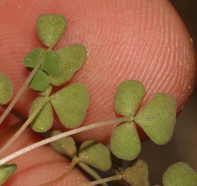 Oxalis lichenoides, photographed by Brian du Preez