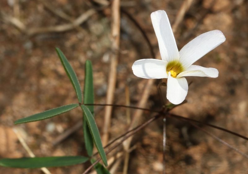 Oxalis blastorhiza, photographed by Brian du Preez