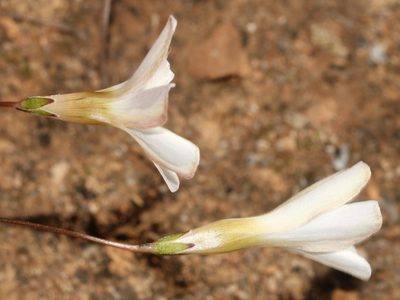 Oxalis blastorhiza, photographed by Brian du Preez