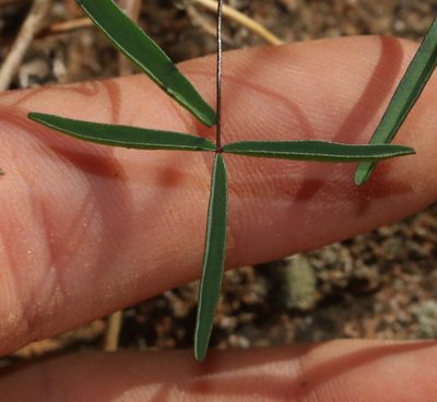 Oxalis blastorhiza, photographed by Brian du Preez