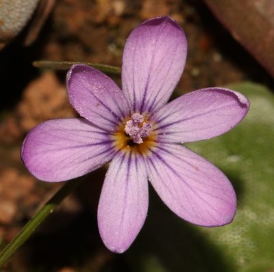 Romulea stellata, photographed by Brian du Preez