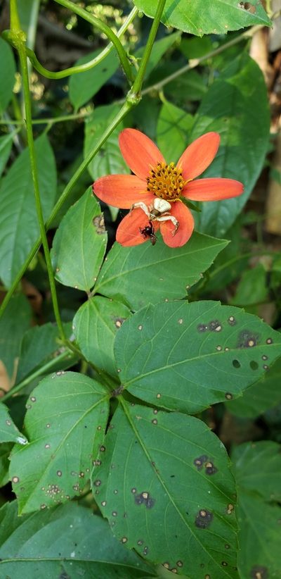 Hidalgoa ternata, photographed by Denise Dalbosco Dell'Aglio