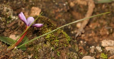 Romulea stellata, photographed by Brian du Preez