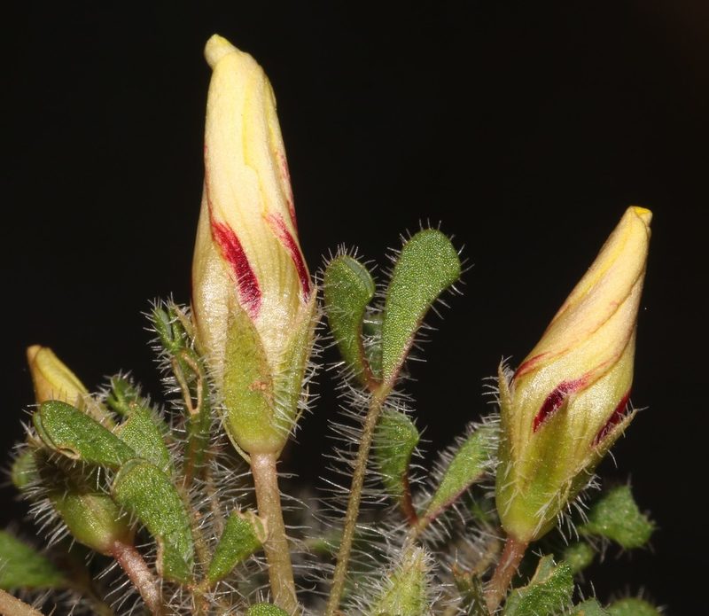 Oxalis argillacea, photographed by Brian du Preez