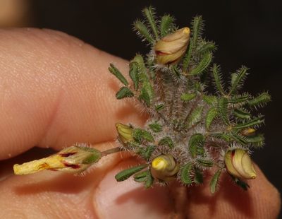 Oxalis argillacea, photographed by Brian du Preez