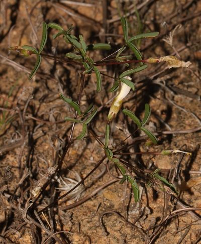 Oxalis blastorhiza, photographed by Brian du Preez
