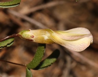 Oxalis blastorhiza, photographed by Brian du Preez