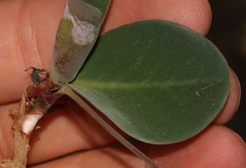 Oxalis salteri, photographed by Brian du Preez