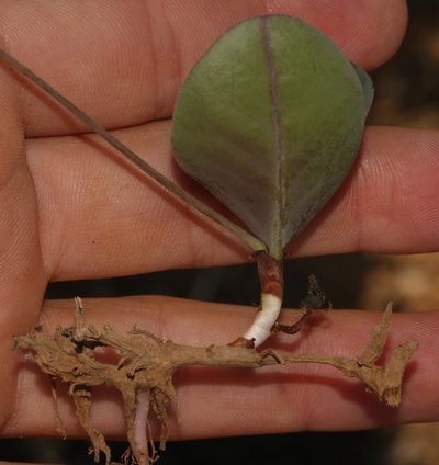 Oxalis salteri, photographed by Brian du Preez