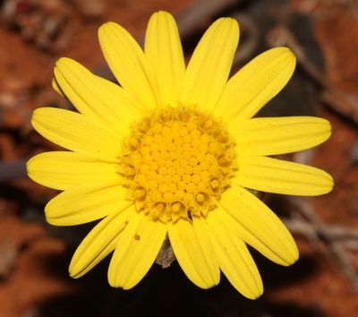 Othonna hederifolia, photographed by Brian du Preez