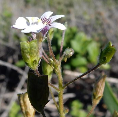 Nemesia affinis, photographed by Henry de Lange