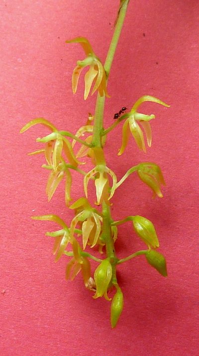 Notylia pubescens, photographed by russiannaturalistbrazil