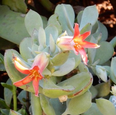 Cotyledon woodii, photographed by Henry de Lange