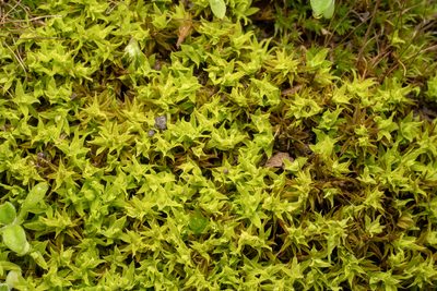 Barbula calycina, photographed by Jesse Rorabaugh