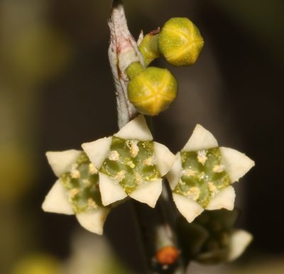 Lacomucinaea lineata, photographed by Brian du Preez